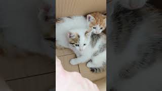 Use Finger To Tease Two Kittens #Kitten #Cute