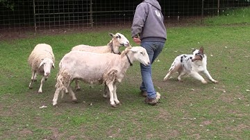 Hitch Herding Instinct Test - 5-31-19 Part 2