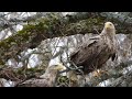 Two White-tailed Eagles | Japanese Wild Birds #japan #nature #wildbirds