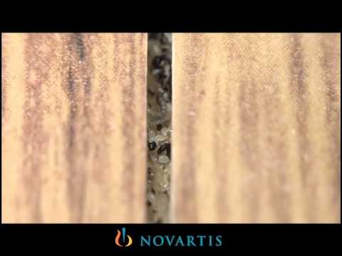 Wood Floors And Fleas Youtube