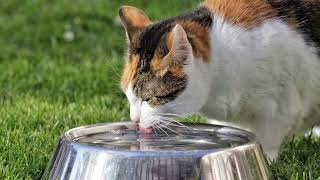 Не всякую воду станет пить кошка.