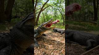 Famous 10ft gator VS rack of ribs cast gator #Alligator #Animals #Reptiles ￼ Net Worth