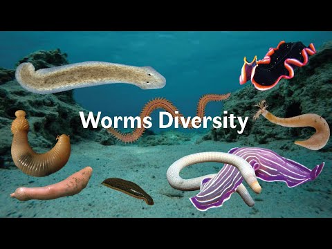 Video: Unterschied Zwischen Platyhelminthes Und Nematoda