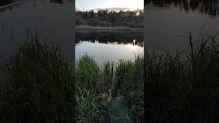 Вечерняя рыбалка на речке #fishing #fish #рыбалка #речка