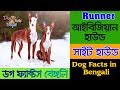 Ibizan Hound dog facts in bengali | Sight Hound | Dog Facts Bengali の動画、YouTube動画。