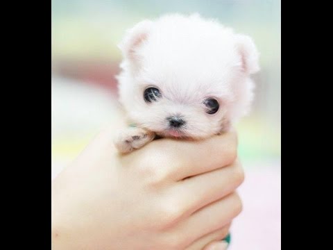 Cute dogs!! - Cute puppies and dogs video ( Dog video in Dog pictures)
