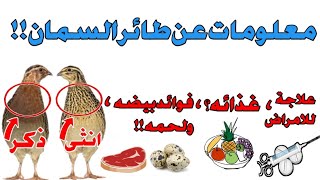 معلومات لاتعرفها عن طائر السمان :التفريق بين الذكر والانثى،فوائد لحمه وبيضه للإنسان،علاجه للامراض !!