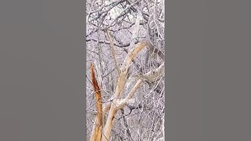 Cầy mangut khắc tinh của mamba đen !