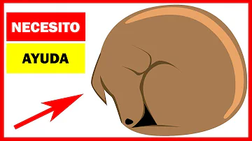 ¿Cómo sé si mi perro se siente desatendido?