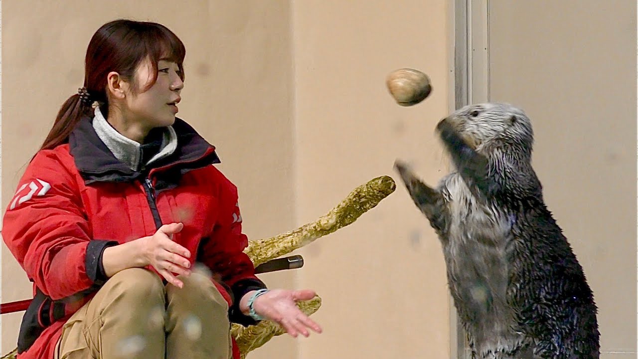 ラッコ　キラちゃんとメイちゃん　貝をキャッチします【鳥羽水族館】Sea otter Kira-chan Mei-chan Toba Aquarium