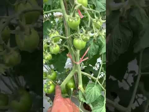 Video: Virus Tunas Tomat - Tips Mengobati Penyakit Tunas Tomat