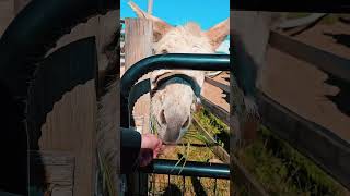 Horses Goats At Parkwood Therapeutic Riding Center 4112026