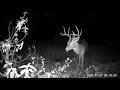 Backyard Trail Cam Moments  Black Friday Action