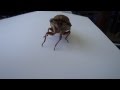 Acrobatic  drunken cicada
