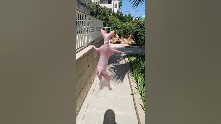 Watch the video about #cat #lol #crazy #funny #kitten #sphynx #explore