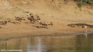 Crocodile Almost Catches Pack of Wild Dogs