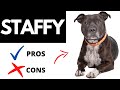 Staffordshire Bull Terrier Pros And Cons | The Good AND The Bad Of A STAFFY!!