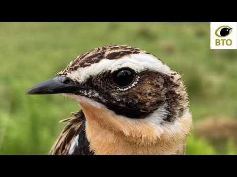 Video: Whinchat è un uccello?