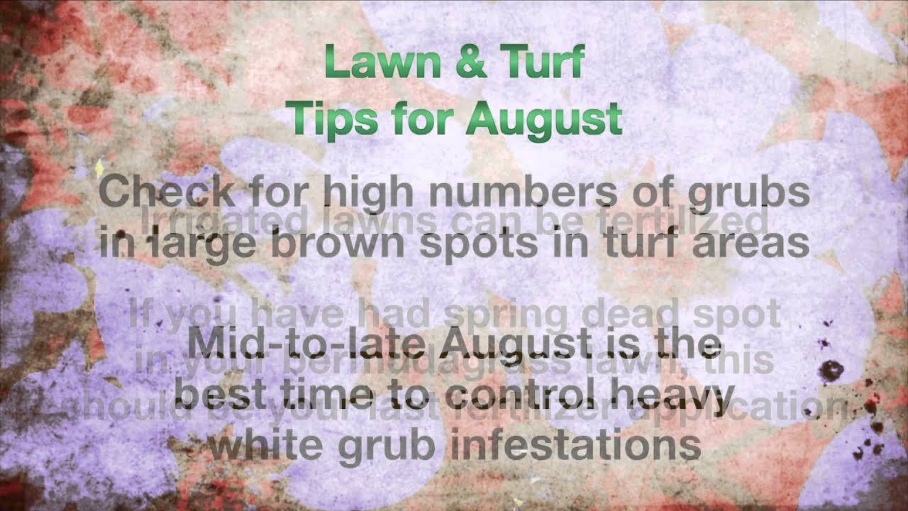 Gardening Tips for August  YouTube