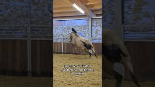 Wär Dein Pferd Stehen Geblieben?