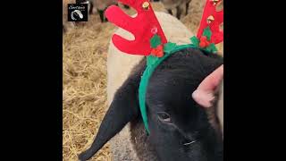 Lamb Wears Festive Antlers!