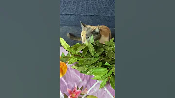 Реакция кошки на ветку лаврового листа