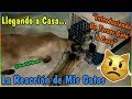 "Introduciendo Un Tercer Gato a Casa" #1 - Llegando a Casa, La Reacción de Mis Gatos