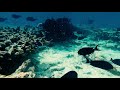 Snorkeling at Kuramathi Island, Maldives 2020 Mp3 Song