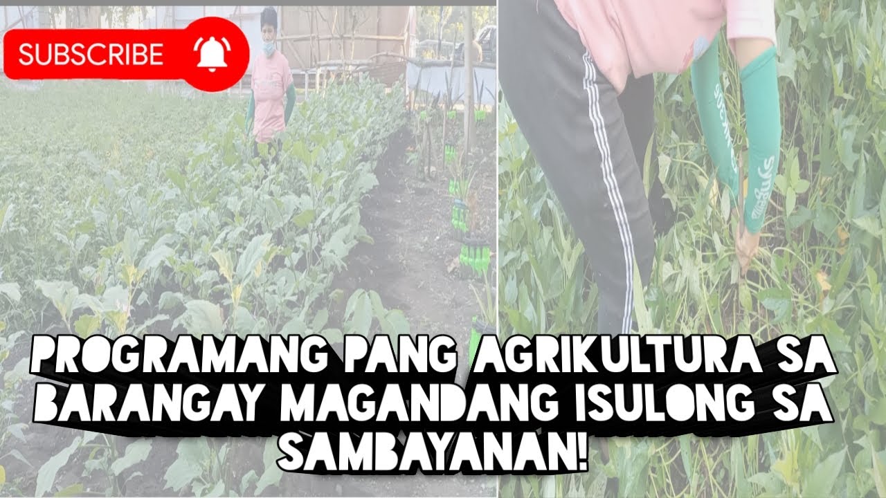 Programang agrikultura sa Barangay malaking tulong sa sambayanan.