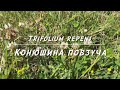 Конюшина повзуча | конюшина біла - Trifolium repens | Amoria repens