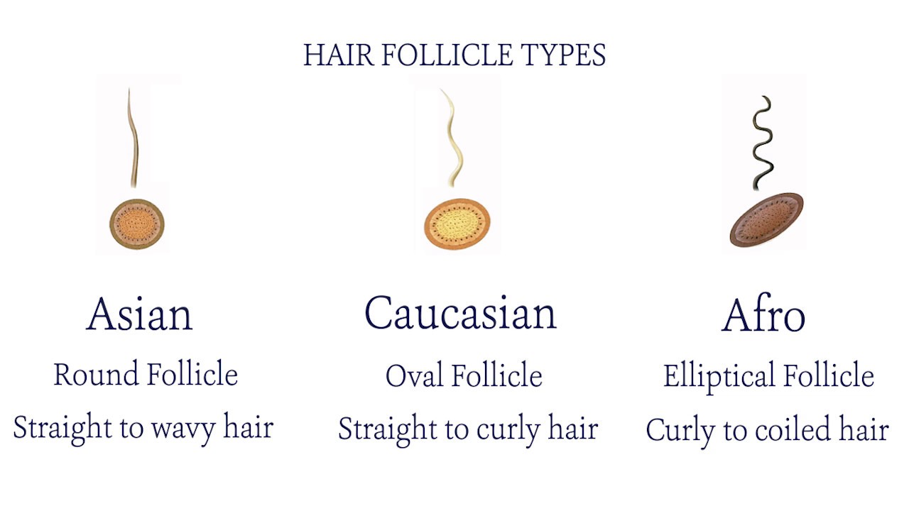 How Much Do We Know About Hair Follicles? - YouTube
