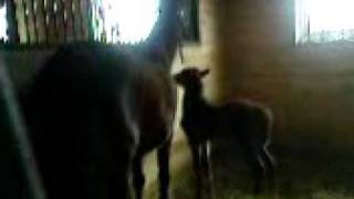 Download Lagu mala Sahara :* MP3