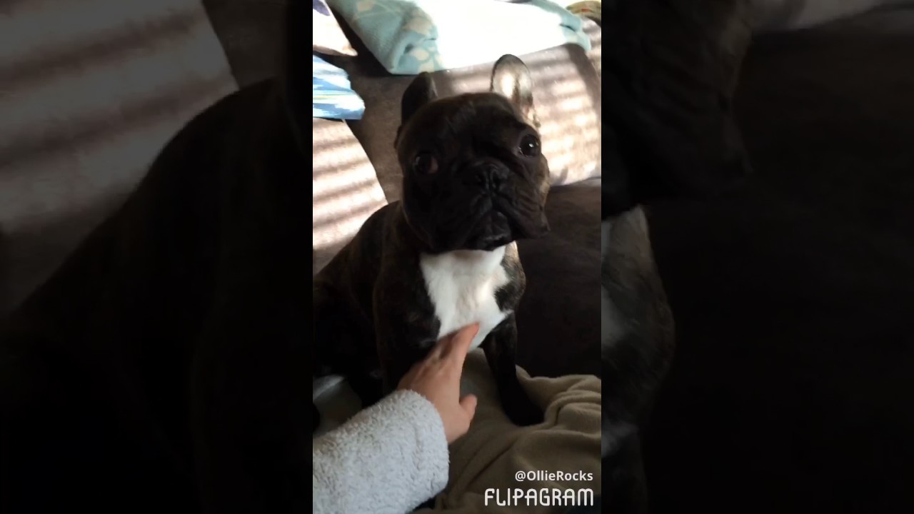  Very needy frenchie!