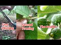 How to get guava plants to flower  produce fruit with pruning