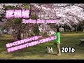 Kooikerhondjeテラ 彦根城の桜の下を散歩♪ の動画、YouTube動画。