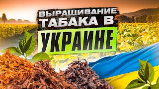 Выращивание табака в Украине.