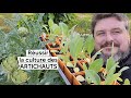 Comment russir la culture des artichauts plantation faire ses plants multiplicationtuto