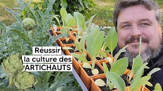 Comment réussir la culture des ARTICHAUTS (plantation, faire ses plants, multiplication...)『TUTO』