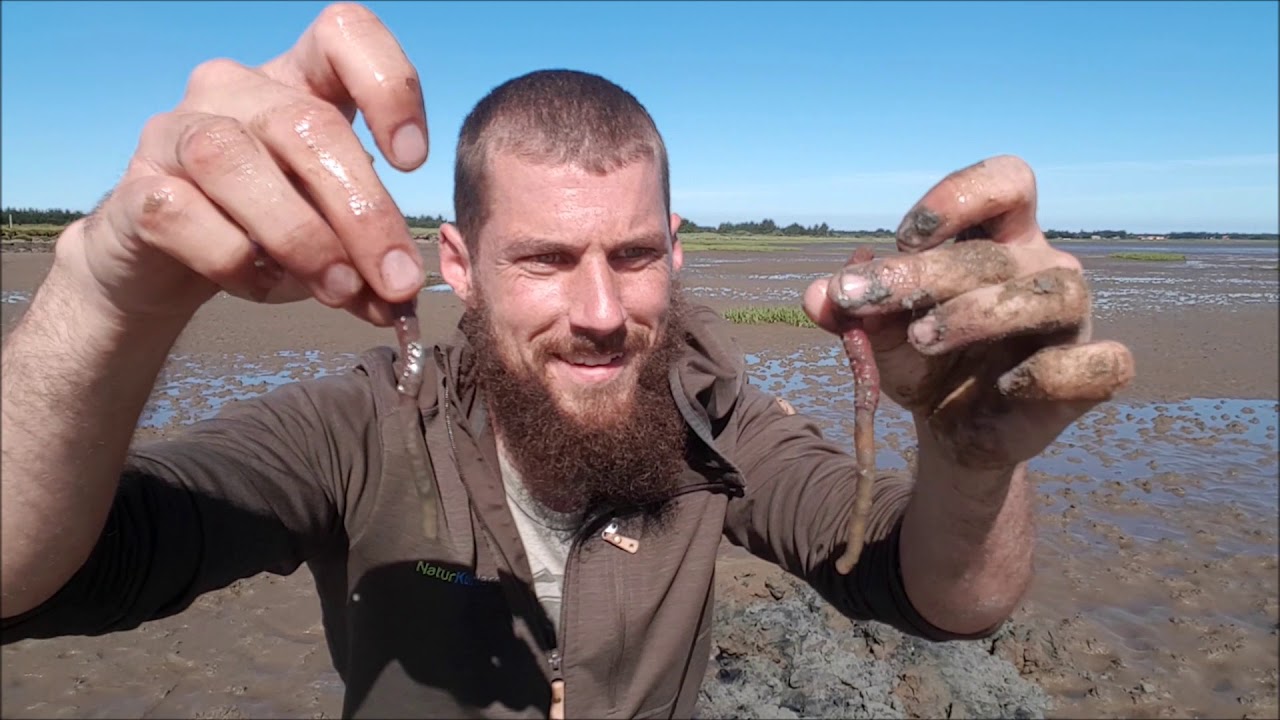 Naturnørd 27. De skjulte dyr i vadehavets bund.
