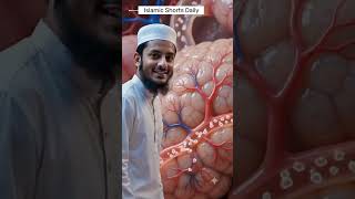 Human Body Inner parts hoe to operates #islamicvideo #humanbodyexplained #allah #bodyparts #shorts