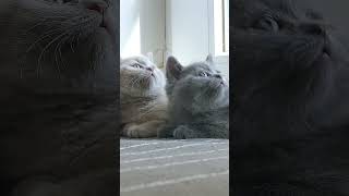 #Shorts Cute little kittens, cutest cat faces ever #cat #britishshorthair #britishcat