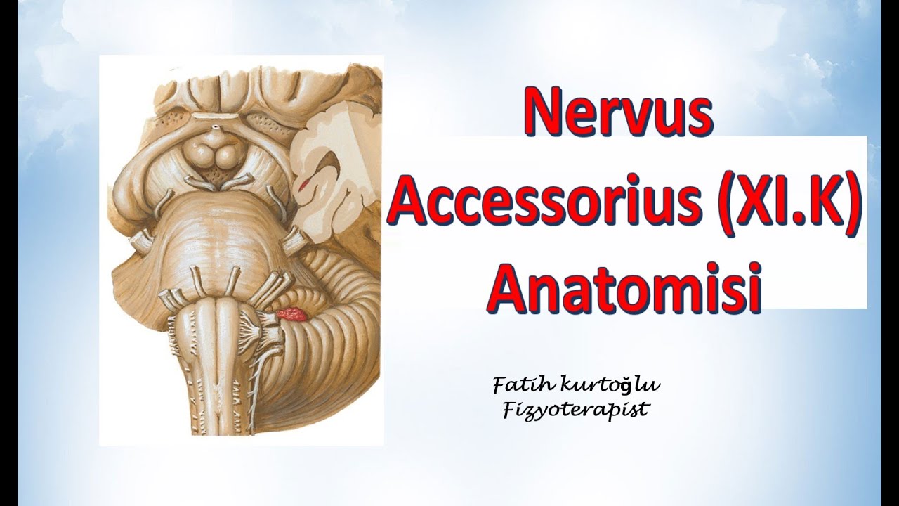 Nervus Accessorius   Neuroanatomy   Nöroanatomi Konu Anlatımı  20