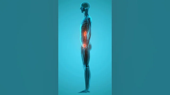 Human urinary system ||kidney||#shorts #shortsyoutubeindia #shortsyoutube