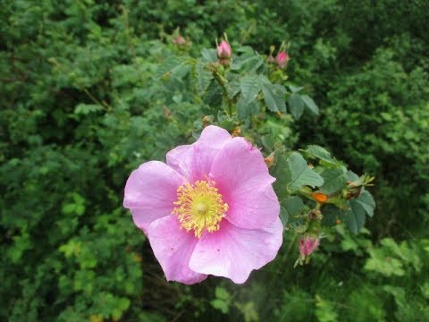 Video: Nootka Wild Roses - Inligting oor Nootka Rose Plante