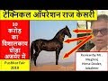 एक्सपर्ट ने खुलासा किया राज केसरी घोड़े  की खासियतों का  - Nag & Majhuka Horse Line