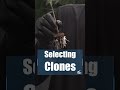 Selecting Clones  #growyourown #advancednutrients #angrown