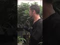 Selecting Clones  #growyourown #advancednutrients #angrown