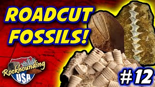 Download Episode 12: Huge Variety Of Fossils From Route 146 Road-cut Near Anna, Illinois Video MP3 Episode 12: Huge Variety Of Fossils From Route 146 Road-cut Near Anna, Illinois