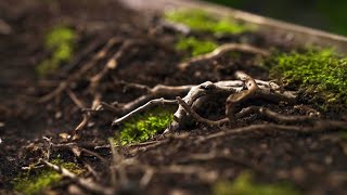 Create tree roots that crawl on the ground