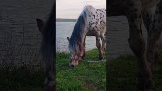 Spotted horse 🐎 101 grazes near a lake / Пятнистая лошадь 🐴 "101 далматинец" пасётся возле озера
